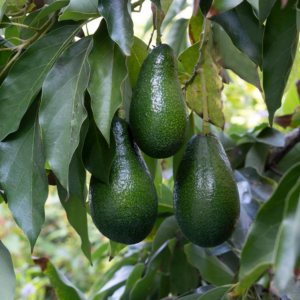 Yeşil Altın! Avokado yararlı mı ? Avokado nasıl yenir?