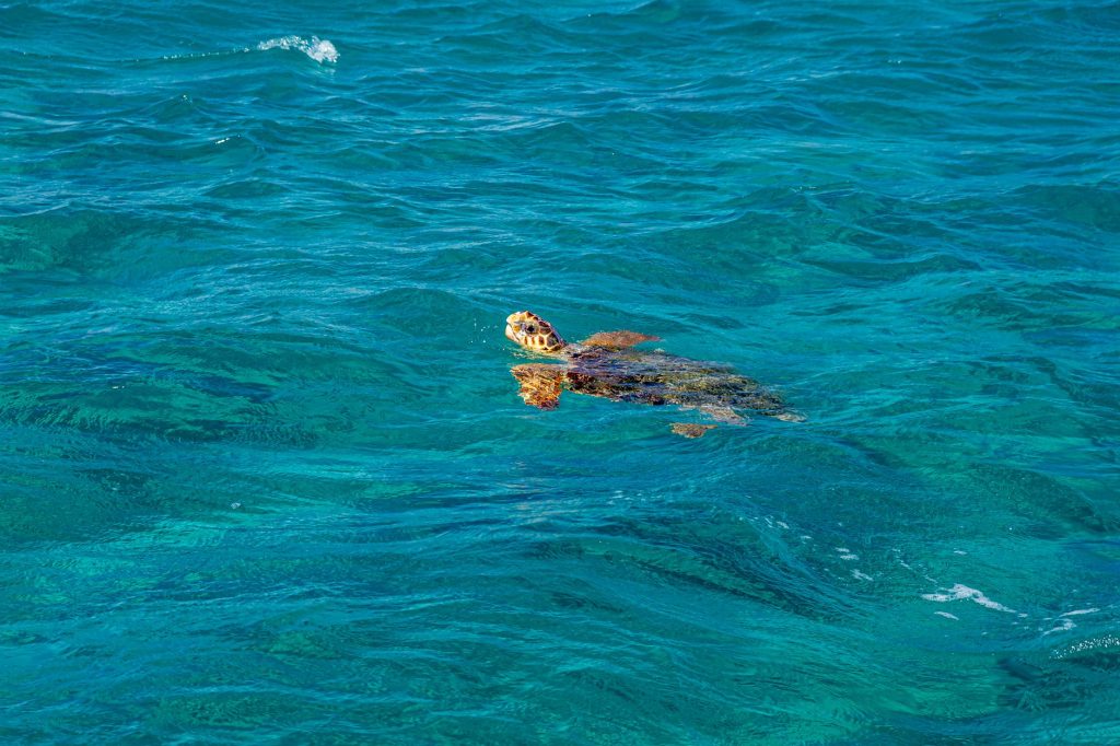 Dalyan’da caretta caretta izlemenin püf noktaları