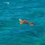 Dalyan’da caretta caretta izlemenin püf noktaları