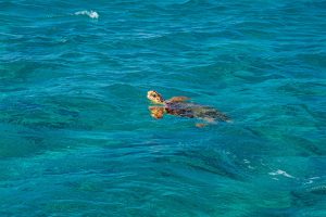 Dalyan’da caretta caretta izlemenin püf noktaları