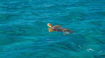 caretta caretta izlemenin