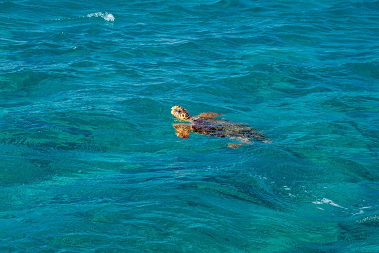 Dalyan’da caretta caretta izlemenin püf noktaları Dalyan’da caretta caretta izlemenin püf noktaları