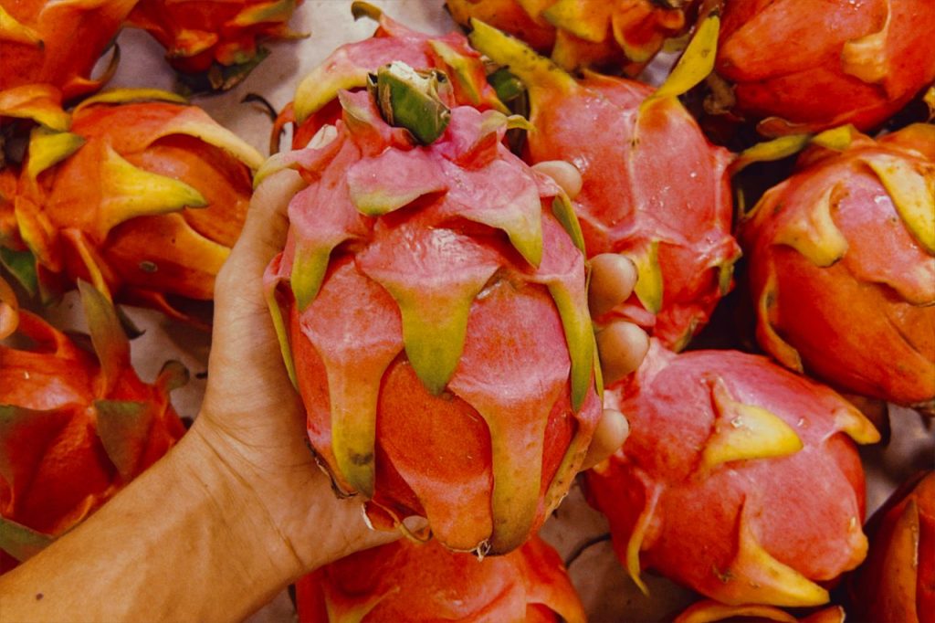 Elde tutulan canlı renkli taze pitaya