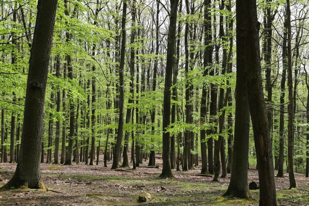 Güney İsveç’te Yenilenen Söderåsen Milli Parkı ve Doğanın Gücü