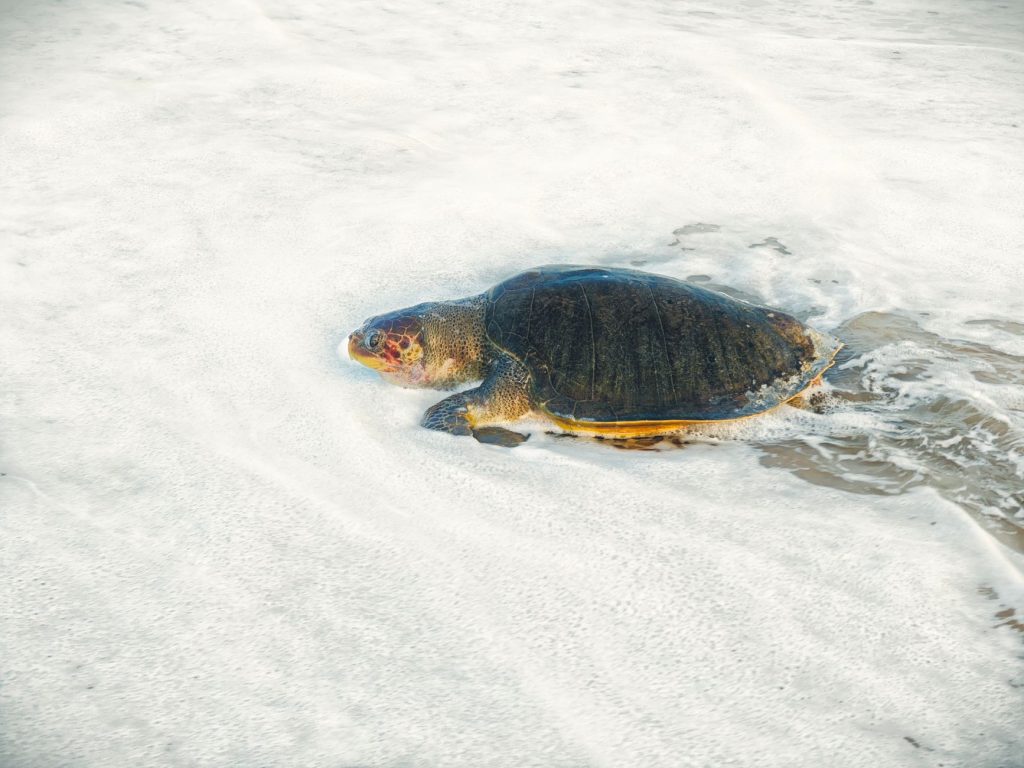 Dalyan'da caretta caretta izlemenin püf