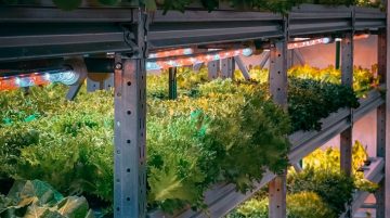LED ışıklarla aydınlatılmış dikey tarım sistemindeki yemyeşil bitki örtüsünü gösteren bir görsel.