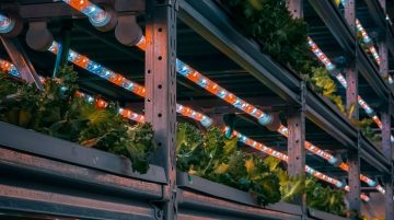 LED bitki yetiştirme lambaları ve yemyeşil bitkilerle donatılmış modern dikey tarım sistemi.