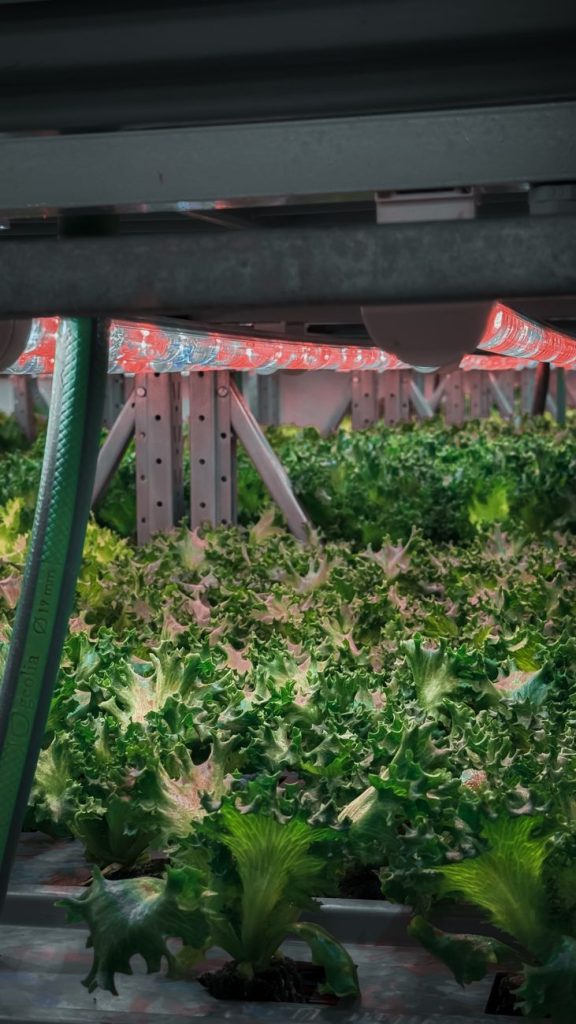Hidroponik bir çiftlik ortamında, parlak LED yetiştirme lambaları altında kapalı alanda yetiştirilen canlı yeşil marul.
