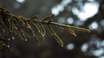 Çam kozalağı Çam kozalağı